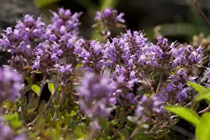 Thyme Prints: Tijm, Thyme, Thymus