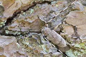 Images Dated 13th April 2014: Timmerbok, Timberman Beetle, Acanthocinus aedilis