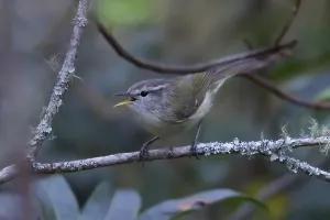 Images Dated 19th July 2015: Timor Leaf Warbler, Phylloscopus presbytes