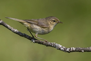 Images Dated 25th June 2015: Tjiftjaf; Chiffchaff; Phylloscopus collybita