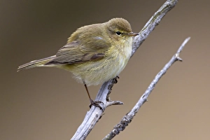 Images Dated 14th April 2011: Tjiftjaf, Common Chiffchaff, Common Chiffchaff