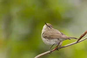 Images Dated 12th April 2011: Tjiftjaf, Common Chiffchaff, Common Chiffchaff