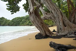 Images Dated 18th December 2007: Tobago