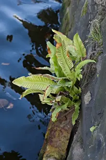 Images Dated 14th September 2007: Tongvaren, HeartsTongue Fern, Asplenium scolopendrium
