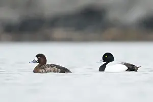 Images Dated 1st April 2017: Toppereend, Greater Scaup, Aythya marila