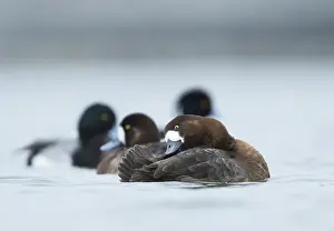 Images Dated 1st April 2017: Toppereend, Greater Scaup, Aythya marila