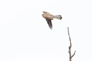 2024 Prints: Torenvalk, Common Kestrel, Falco tinnunculus