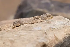 Images Dated 28th April 2018: Trapelus mutabilis