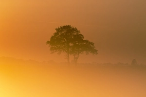 Landscap Prints: Trees at sunset