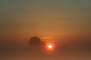 Landscap Prints: Trees at sunset