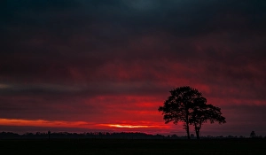 Landscap Prints: Trees at sunset