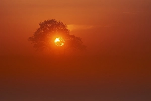 Landscap Prints: Trees at sunset
