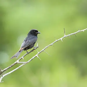 Adsimilis Prints: Treurdrongo, Fork-tailed Drongo, Dicrurus adsimilis