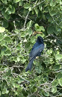 Adsimilis Prints: Treurdrongo, Fork-tailed Drongo, Dicrurus adsimilis