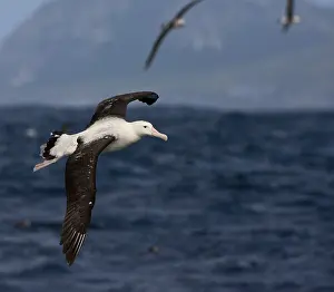 tristanalbatros tristan albatross Trending Item 1