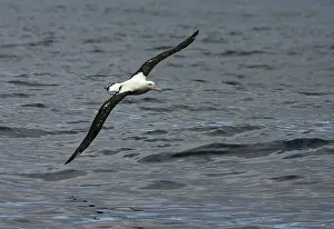 Images Dated 26th March 2006: Tristanalbatros, Tristan Albatross, Diomedea dabbenena
