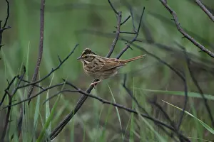 Images Dated 25th May 2023: Tristram's Bunting; Emberiza tristrami
