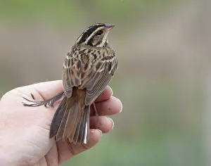 Happy Island Prints: Tristram's bunting (Emberiza tristrami)
