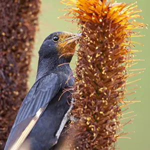 Tristram Prints: Tristrams Spreeuw, Tristram's Starling, Amydrus Tristramii