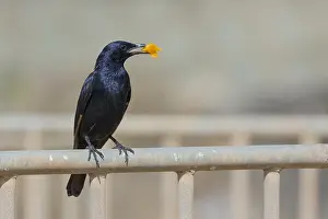 Tristram Prints: Tristram's Starling