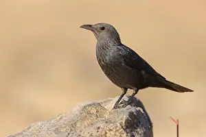 Tristram Prints: Tristram's Starling
