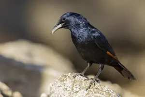 Tristram Prints: Tristram's Starling