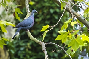 Trocaz Prints: Trocaz Pigeon, Columba trocaz