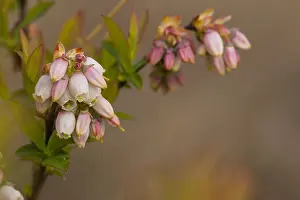 Images Dated 13th April 2014: Trosbosbes, Highbush Blueberry, Vaccinium corymbosum