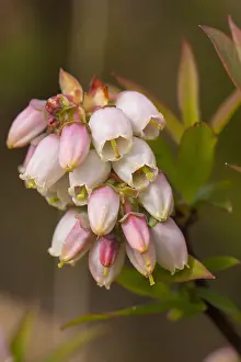 Images Dated 13th April 2014: Trosbosbes, Highbush Blueberry, Vaccinium corymbosum