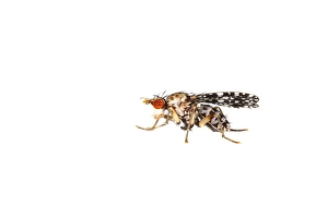 Images Dated 18th July 2021: Trypetoptera punctulata