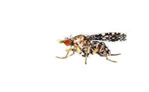 Images Dated 18th July 2021: Trypetoptera punctulata