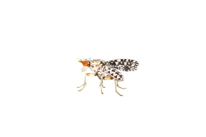 Images Dated 18th July 2021: Trypetoptera punctulata