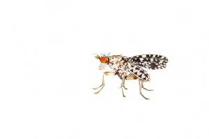Images Dated 18th July 2021: Trypetoptera punctulata