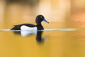 Images Dated 1st June 2016: Tufted Duck