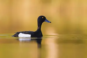 Images Dated 1st June 2016: Tufted Duck