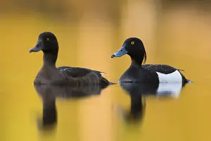 Images Dated 1st June 2016: Tufted Duck