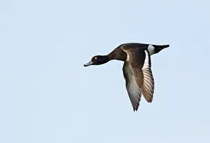 Images Dated 18th May 2023: Tufted Duck;Aythya fuligula
