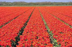 Riemer Prints: tulips field