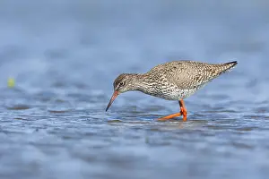Images Dated 19th April 2014: Tureluur, Common Redshank, Tringa totanus