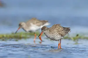 Images Dated 19th April 2014: Tureluur, Common Redshank, Tringa totanus