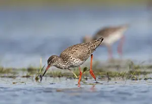 Images Dated 19th April 2014: Tureluur, Common Redshank, Tringa totanus