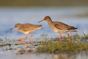 Images Dated 19th April 2014: Tureluur, Common Redshank, Tringa totanus