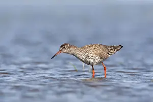 Images Dated 19th April 2014: Tureluur, Common Redshank, Tringa totanus