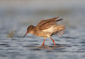 Images Dated 19th April 2014: Tureluur, Common Redshank, Tringa totanus