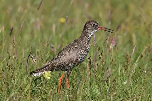 Images Dated 16th June 2008: Tureluur, Common Redshank, Tringa totanus