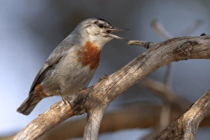 Krueperi Prints: Turkse Boomklever, Krupers Nuthatch, Sitta krueperi
