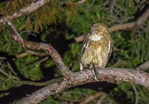 Images Dated 19th June 2015: Turkse Visuil, Turkish Fish-Owl, Ketupa semenowi