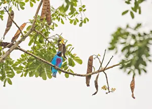 Images Dated 4th April 2017: Turquoise Cotinga, Cotinga ridgwayi