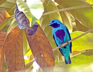 2002 Prints: Turquoise cotinga, Cotinga ridgwayi