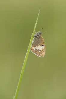 Grasland Prints: tweekleurig hooibeestje; Pearly Heath; Coenonympha arcania;